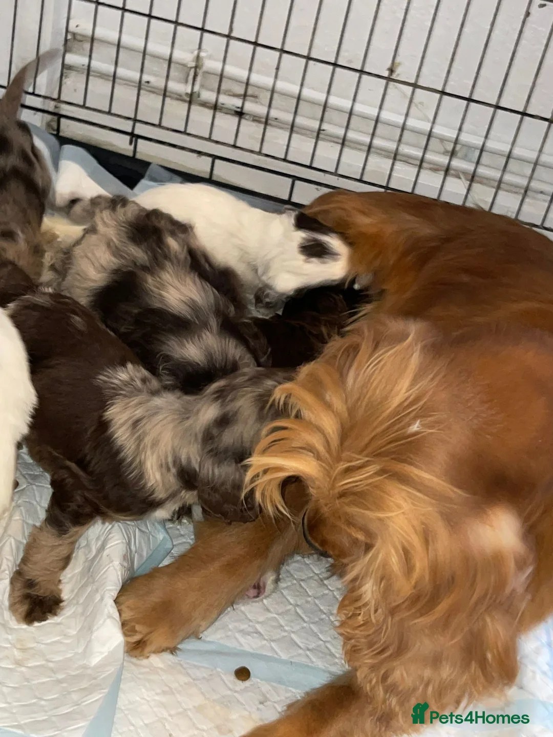 Cockapoo dogs for sale: Toy cockapoo puppy  - Advert 1