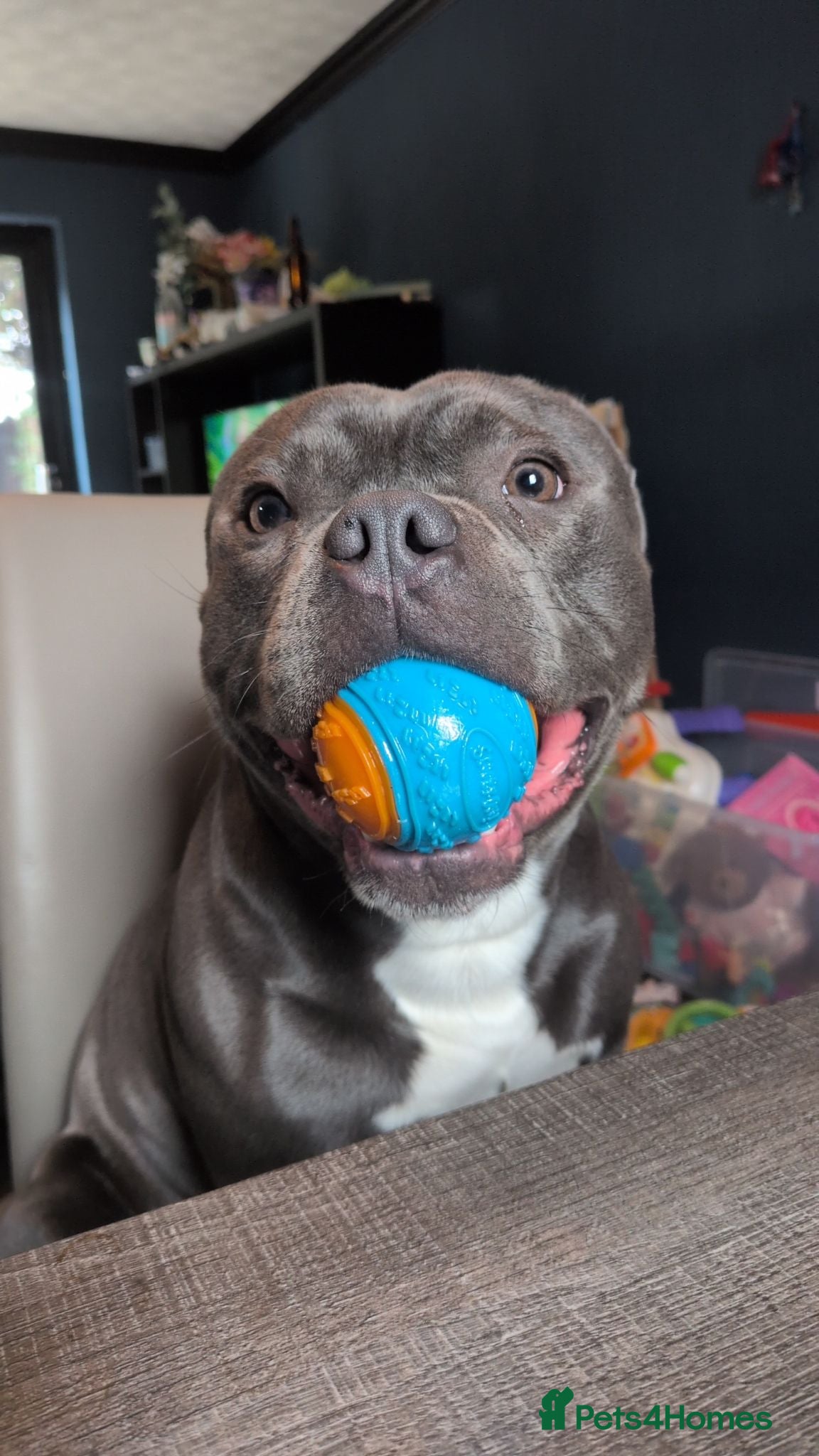Staffordshire Bull Terrier dogs Staffordshire bull terrier  - Advert 1