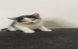 British Shorthair cats for sale: British Shorthair Kittens for sale  - Image 6