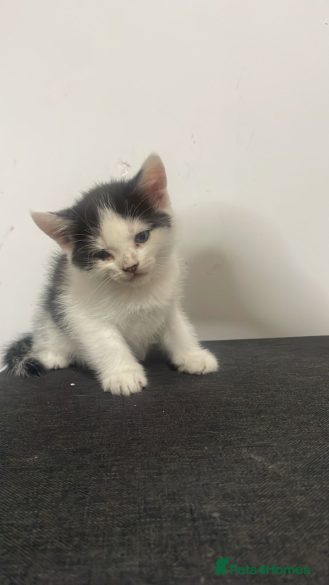 British Shorthair cats for sale: British Shorthair Kittens for sale  - Image 6