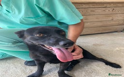 Mixed Breed dogs for adoption: Madison, 2 yrs approx. Available for adoption.. - Image 11