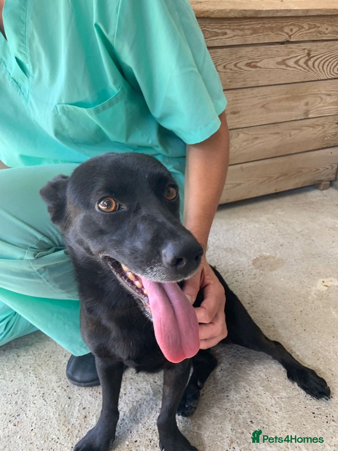 Mixed Breed dogs for adoption: Madison, 2 yrs approx. Available for adoption.. - Image 11