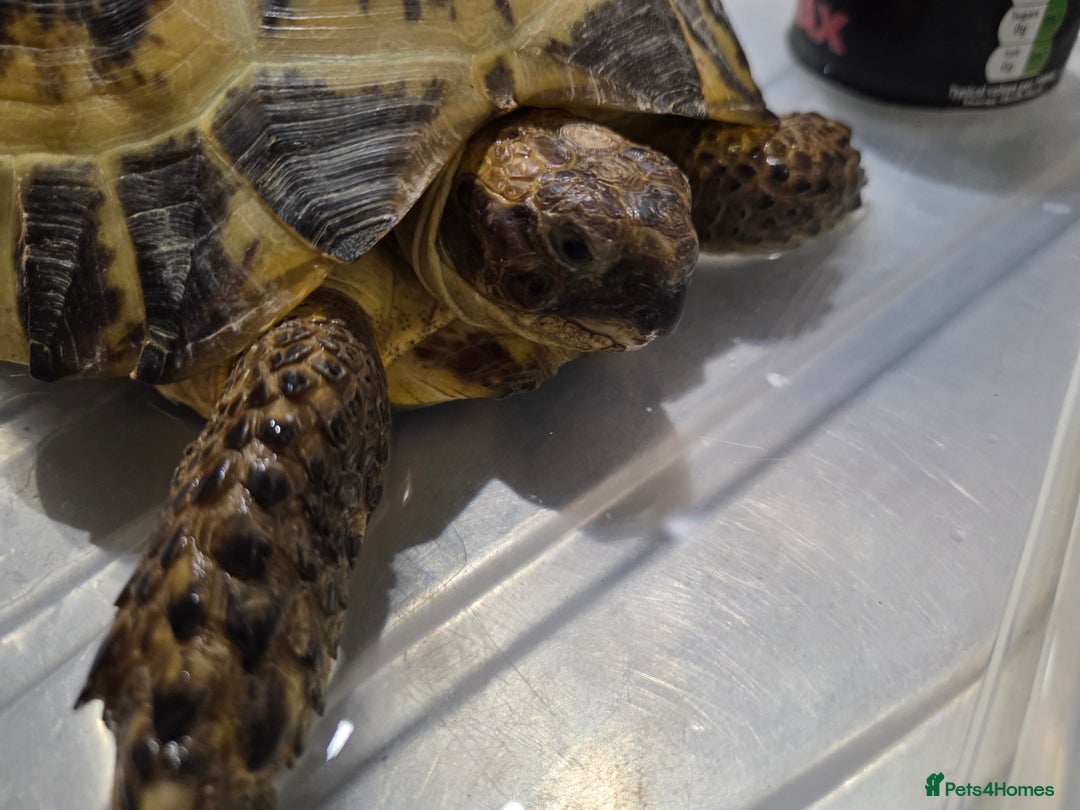 Tortoise reptiles for sale: Tortoise and vivarium for sale - Advert 2