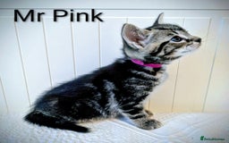 Bengal cats for sale: Beautiful Bengal x Mainecoon moggies - Image 6