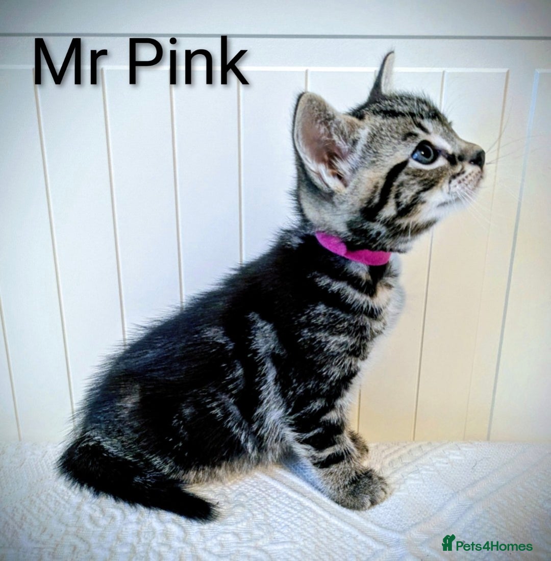 Bengal cats for sale: Beautiful Bengal x Mainecoon moggies - Image 6