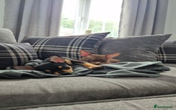 Chihuahua dogs for sale: Chihuahua boys - Image 2
