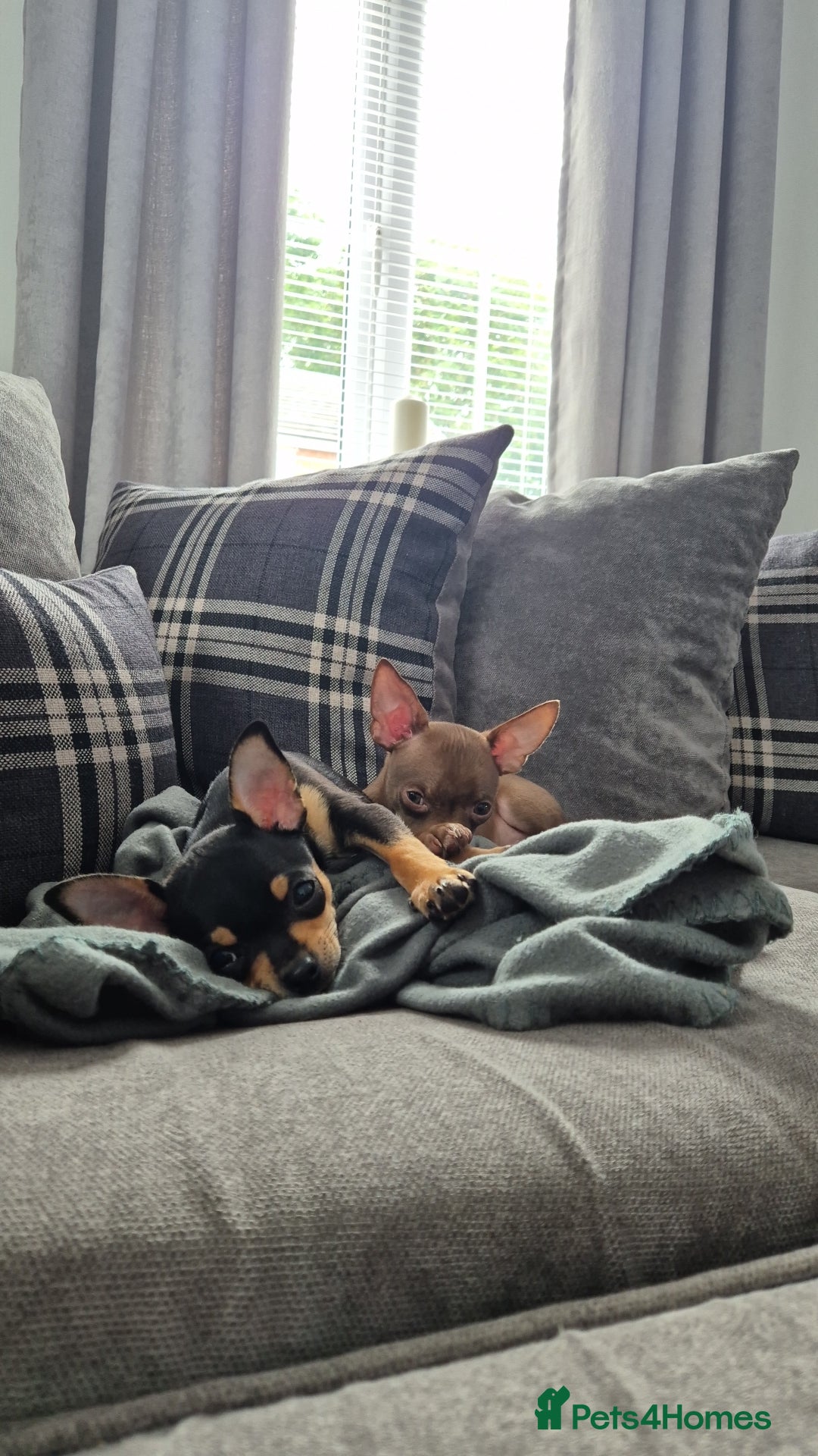 Chihuahua dogs for sale: Chihuahua boys - Image 2