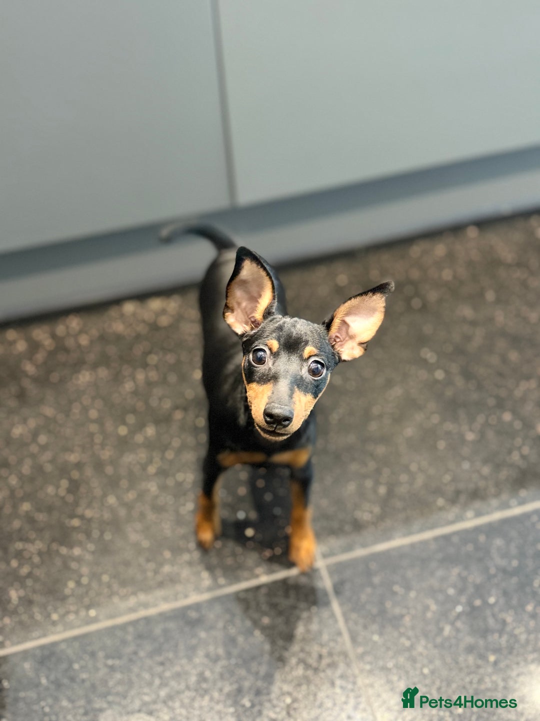 Miniature Pinscher dogs for sale: Pure 100% Miniature Pinscher-Licensed Breeder🐾❤️  - Advert 2