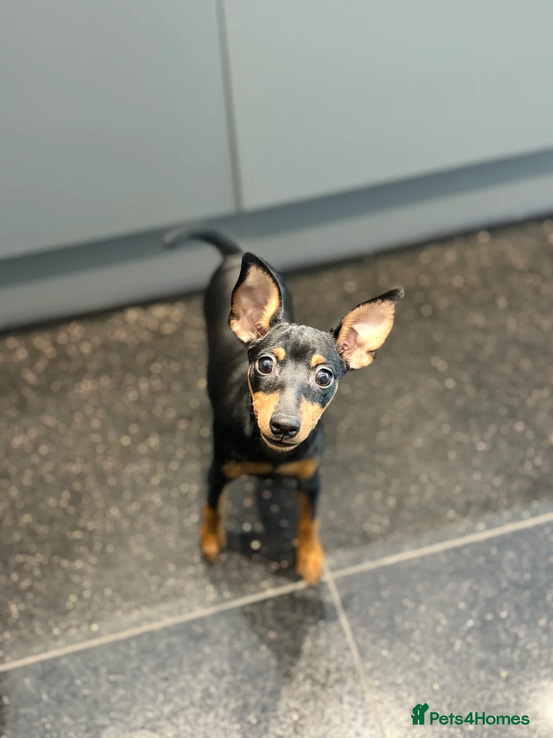 Miniature Pinscher dogs for sale: Pure 100% Miniature Pinscher-Licensed Breeder🐾❤️  - Advert 2