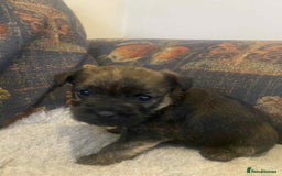 Mixed Breed dogs for sale: Border x Cairn Terrier puppies - Image 5