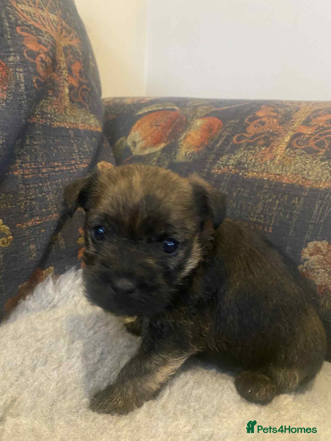 Mixed Breed dogs for sale: Border x Cairn Terrier puppies - Image 5
