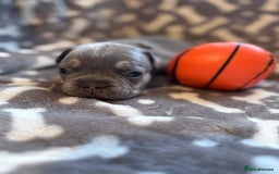 French Bulldog dogs for sale: Adorable French bulldog puppies!!🐶  - Image 10