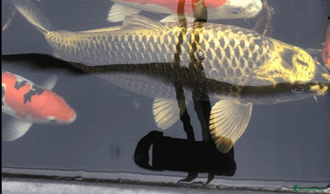 Koi Carp fish Pair of 2ft ghost koi carp - Advert 6