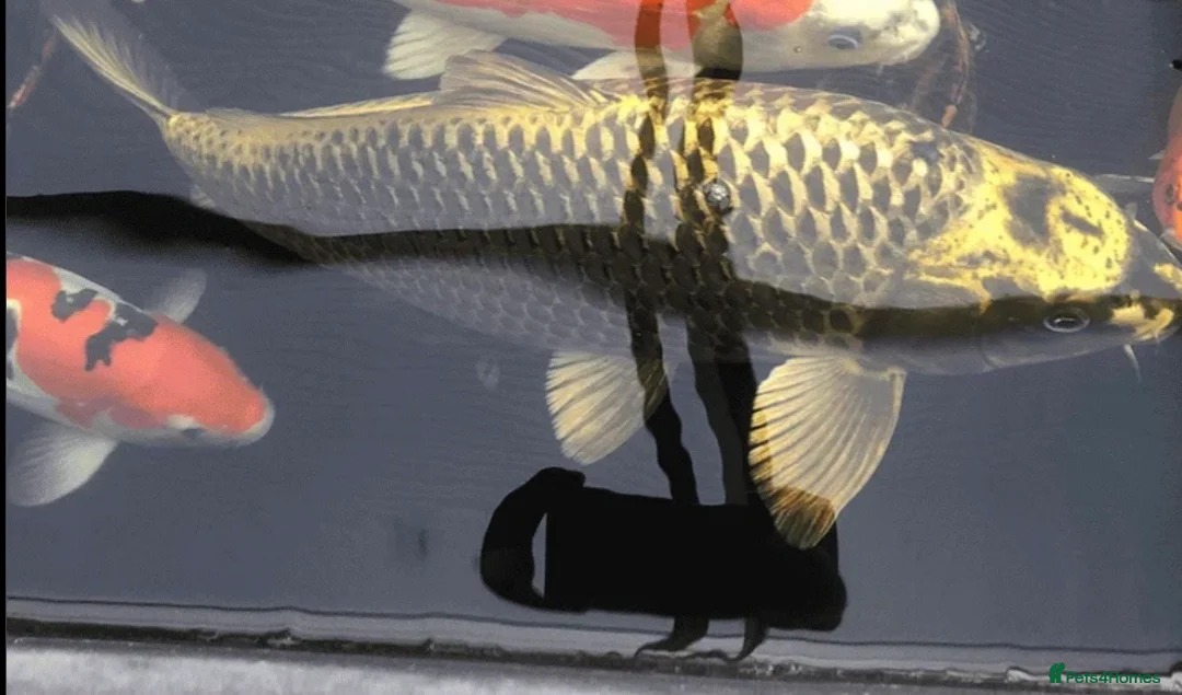 Koi Carp fish for sale: Pair of 2ft ghost koi carp - Advert 1