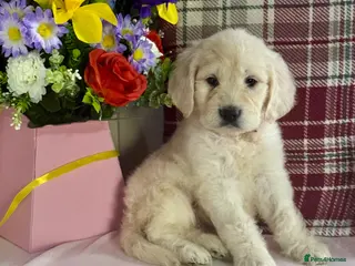 Mini Goldendoodle dogs 9 mini Goldendoodles puppies for sale - Advert 5