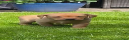 Labrador Retriever dogs for sale: Lovely Chunky Fox Red Labs - Advert 11