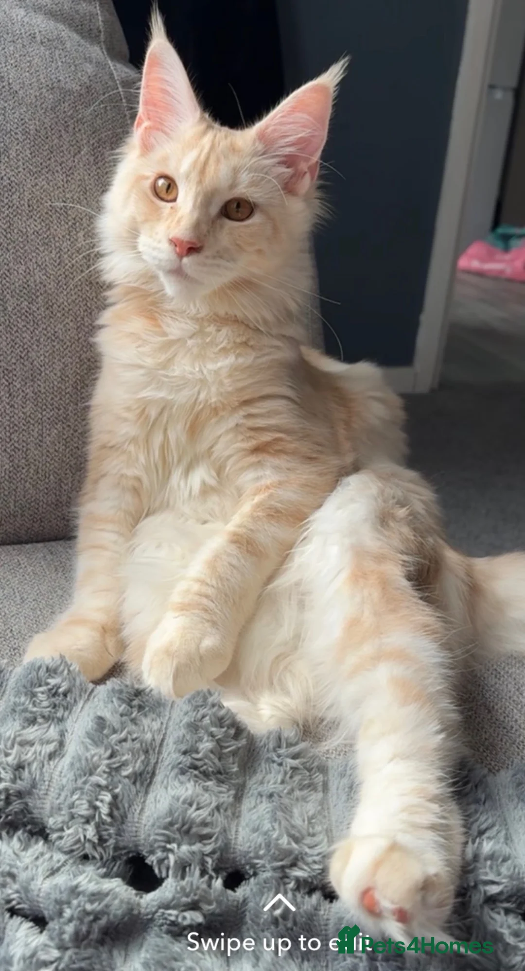 Maine Coon cats for sale: Coco  - Advert 1