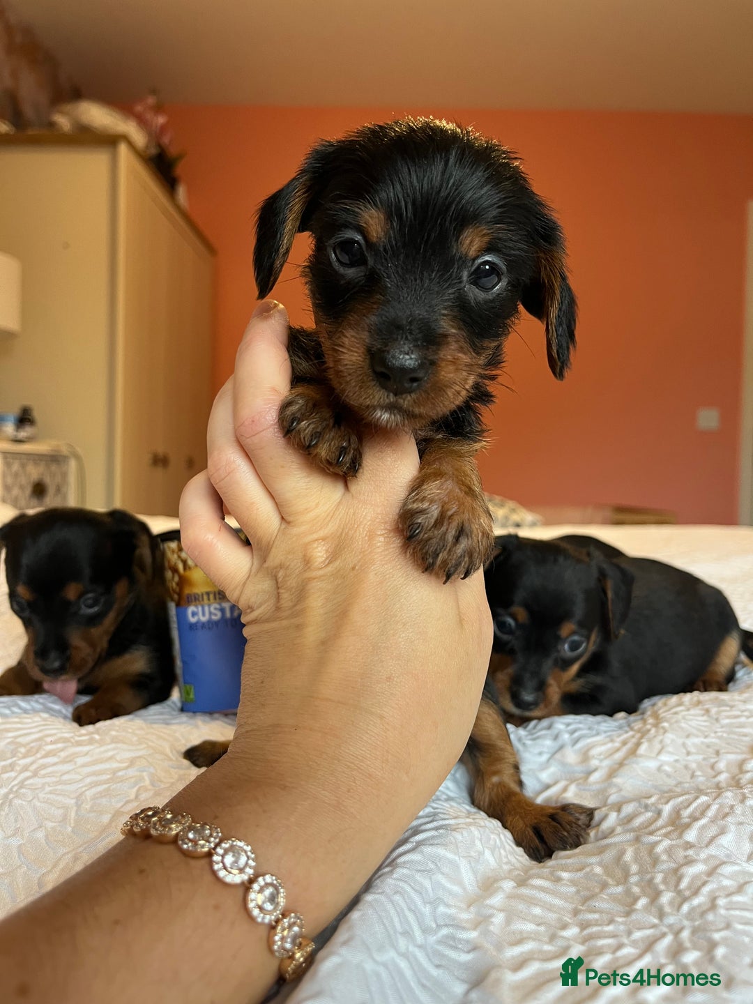 Mixed Breed dogs for sale: Adorable Dorkie puppies  - Image 4
