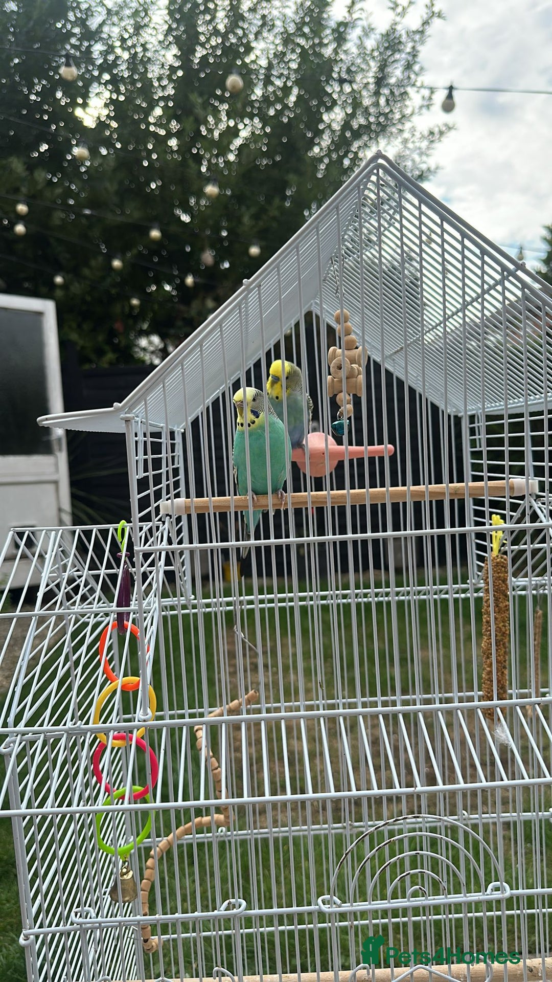Budgerigars birds for sale: Male and Female budgies with Cage and Accessories - Image 1