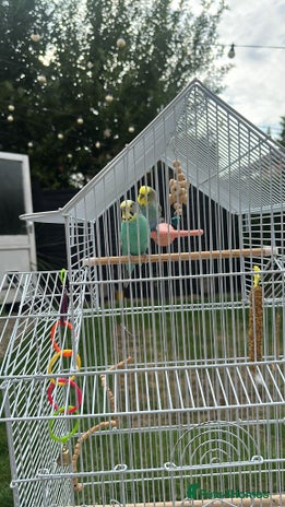 Budgerigars birds - Advert 9