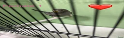 Budgerigars birds for sale: Black face budgies  - Advert 3