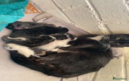 Domestic Shorthair cats for sale: Kittens for sale - Image 9