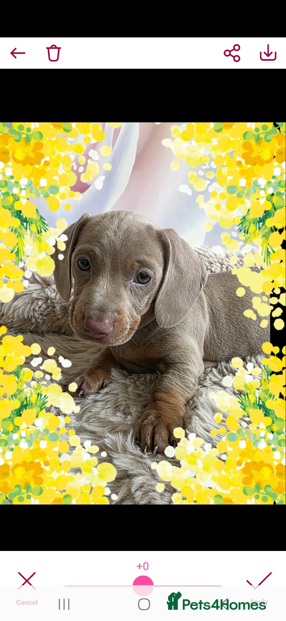 Miniature Dachshund dogs for sale: DARLA the dachshund  - Advert 1
