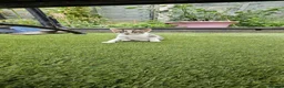 European cats for sale: 5 European Kittens  - Advert 11