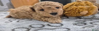 Maltipoo Puppy 4
