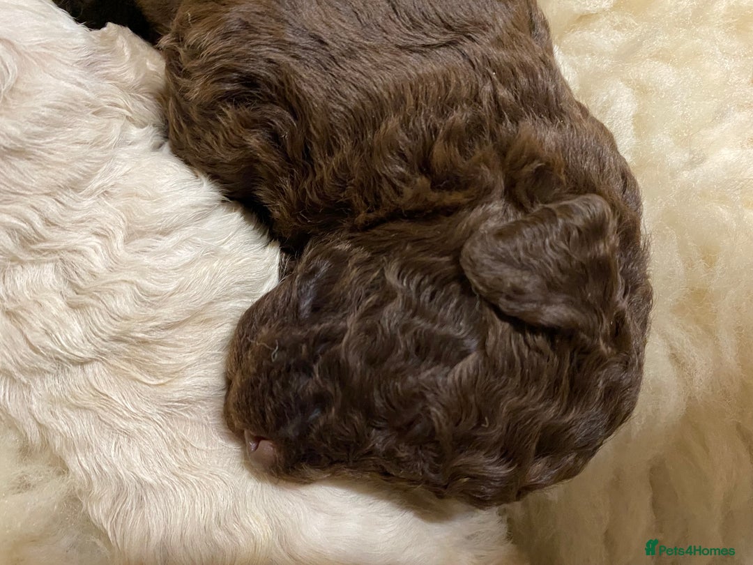 Lagotto Romagnolo dogs for sale: Lagotto romagnolo Puppies  - Advert 14