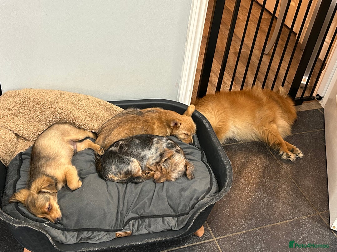 Mixed Breed dogs for sale: X2 Dauchshund/ Pomeranian pups - Image 22