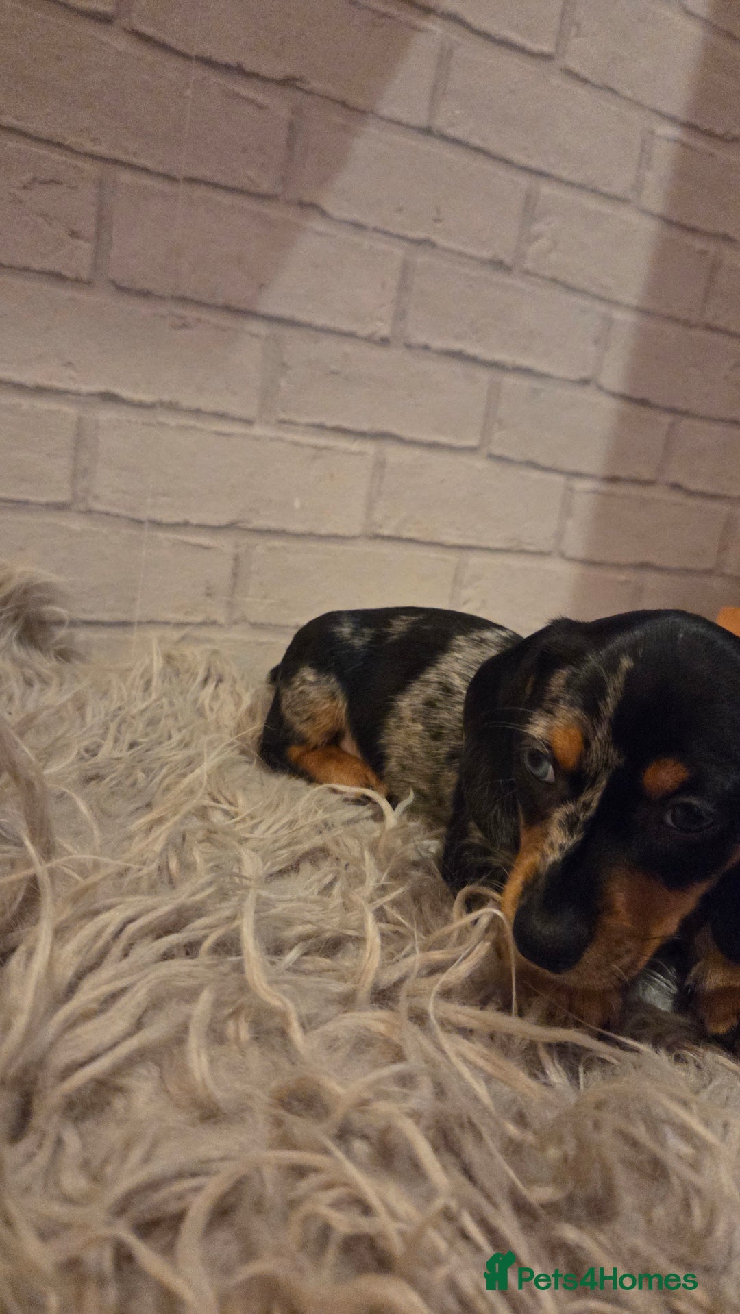 Miniature Dachshund dogs for sale: Miniature dadchund male puppies  - Advert 5