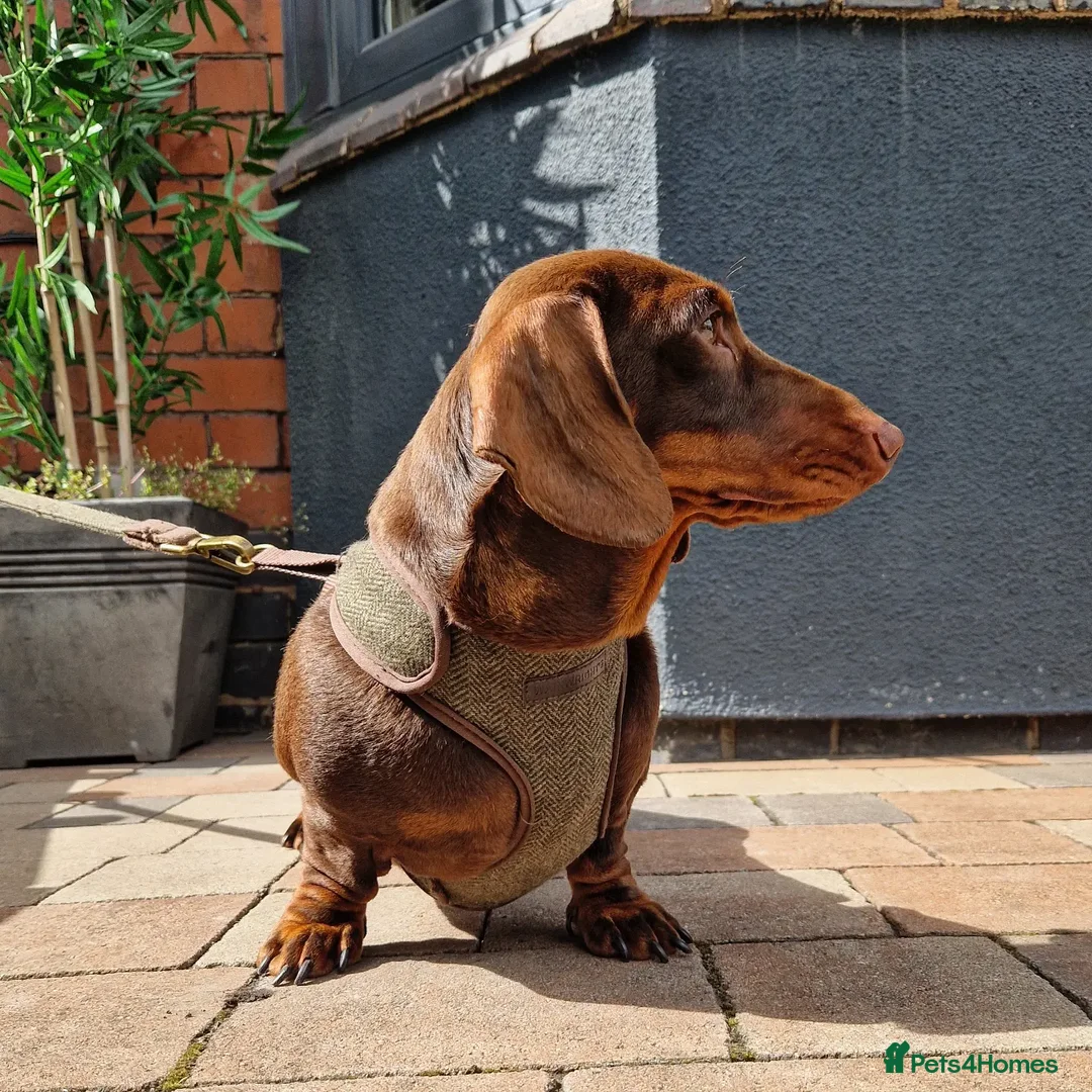 Miniature Dachshund dogs for stud: ** ROGUEROYALES STUD DASH ** PRA Clear in Wolverhampton - Advert 5