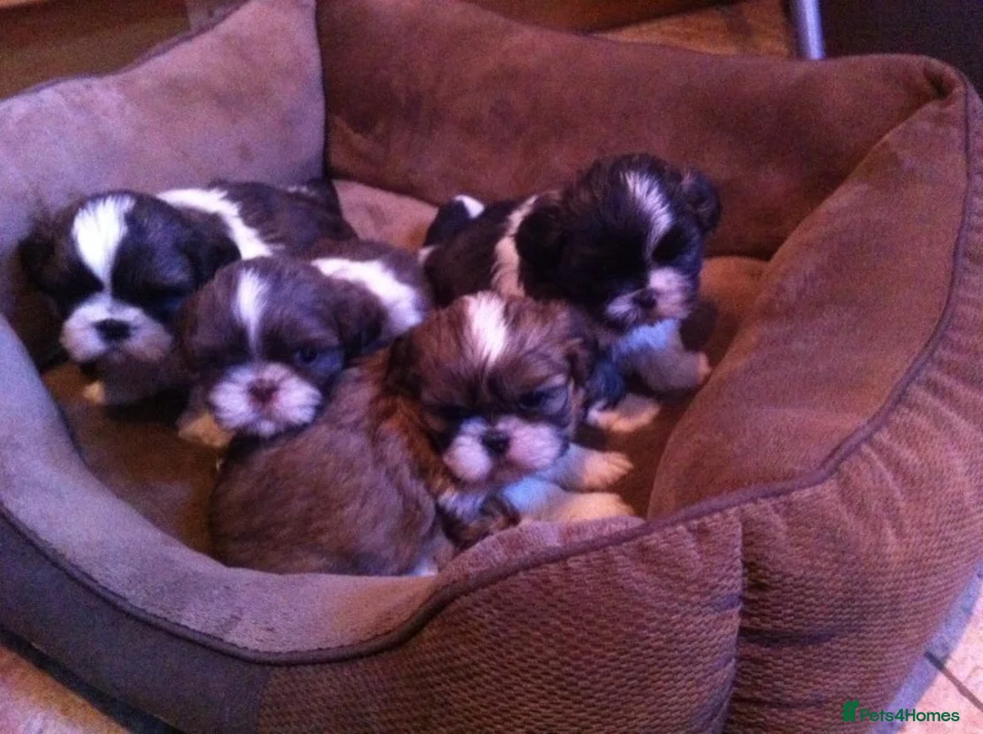 Shih Tzu dogs for stud: KC HARROPINE LUSTY DUSTY FOR STUD ONLY in Bridgend - Advert 14