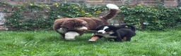 Bernedoodle dogs for sale: Meet Atlas  in Ferryside - Advert 7