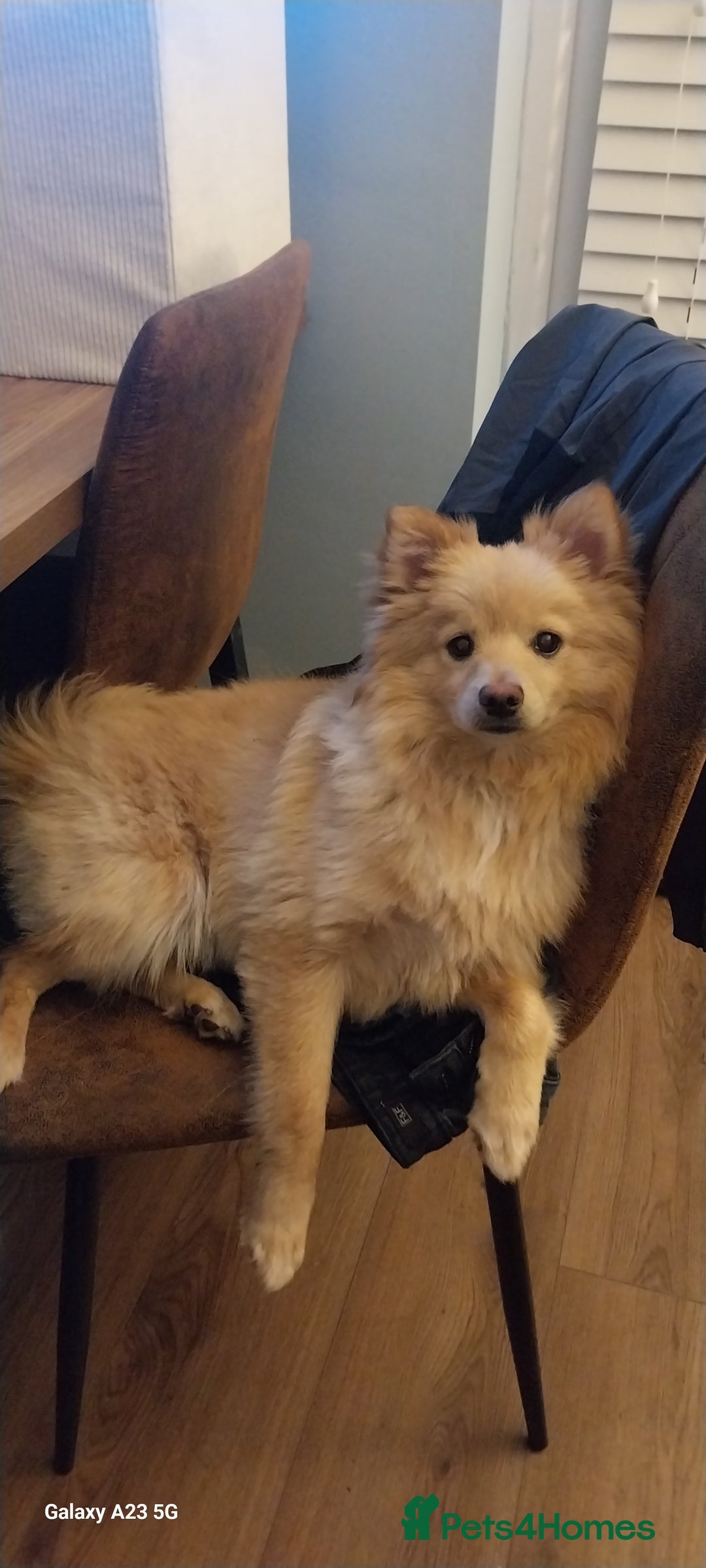 Pomeranian dogs for sale: 2 Gorgeous  brothers  Pomeranian  - Image 4