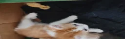 British Shorthair cats for sale: Five stunning kittens available immediately  - Advert 38