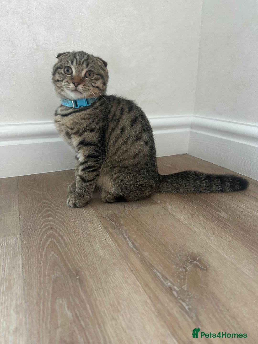 Scottish Fold cats for sale: We have a lovely Scottish Fold boy   - Image 6