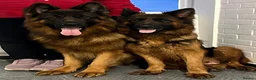 German Shepherd dogs for sale: 💥Champion🩸line KC Reg GermanShepherd puppy’s GSD - Advert 5