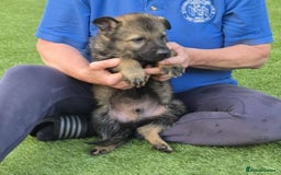 German Shepherd dogs for sale: Super Working Line German Shepherd Puppies - Image 7