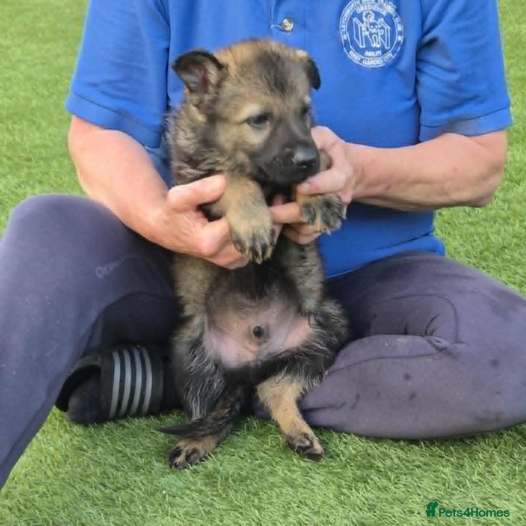 German Shepherd dogs for sale: Super Working Line German Shepherd Puppies - Image 7