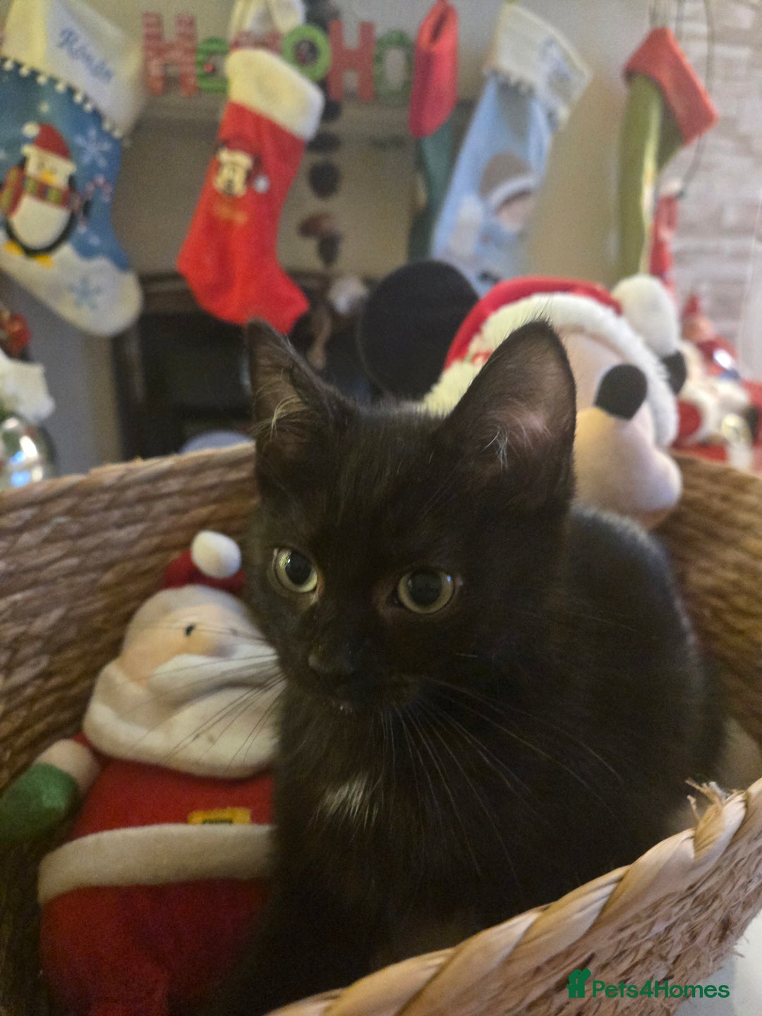 Ragdoll cats for sale: Radoll mix British short haired kittens - Advert 20