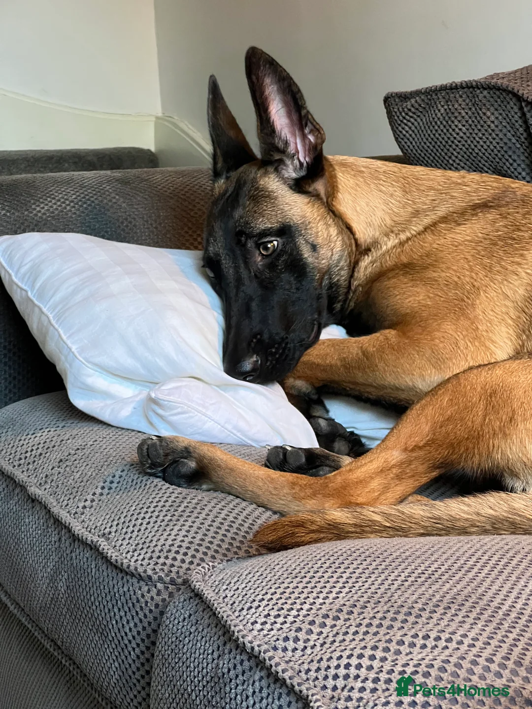 Belgian Shepherd Dog dogs for sale: Belgian malanois  - Advert 1