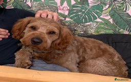Australian Labradoodle dogs for stud: Australian Labradoodle Stud – Excellent Bloodlines - Image 17