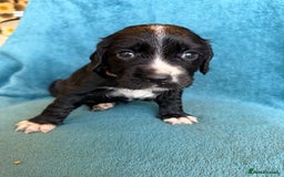 Sprocker dogs for sale: Beautiful Sprocker Spaniel pups - Image 21