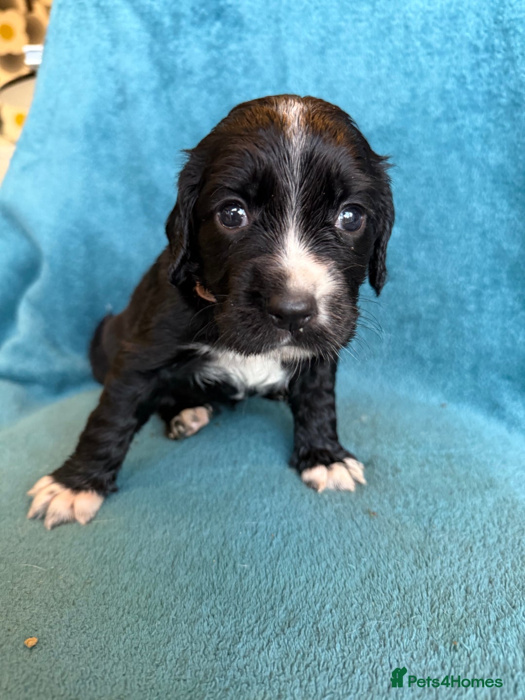 Sprocker dogs for sale: Beautiful Sprocker Spaniel pups - Image 21