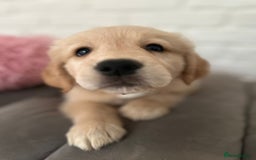 Golden Retriever dogs for sale: Golden retriever puppies READY NOW - Image 15
