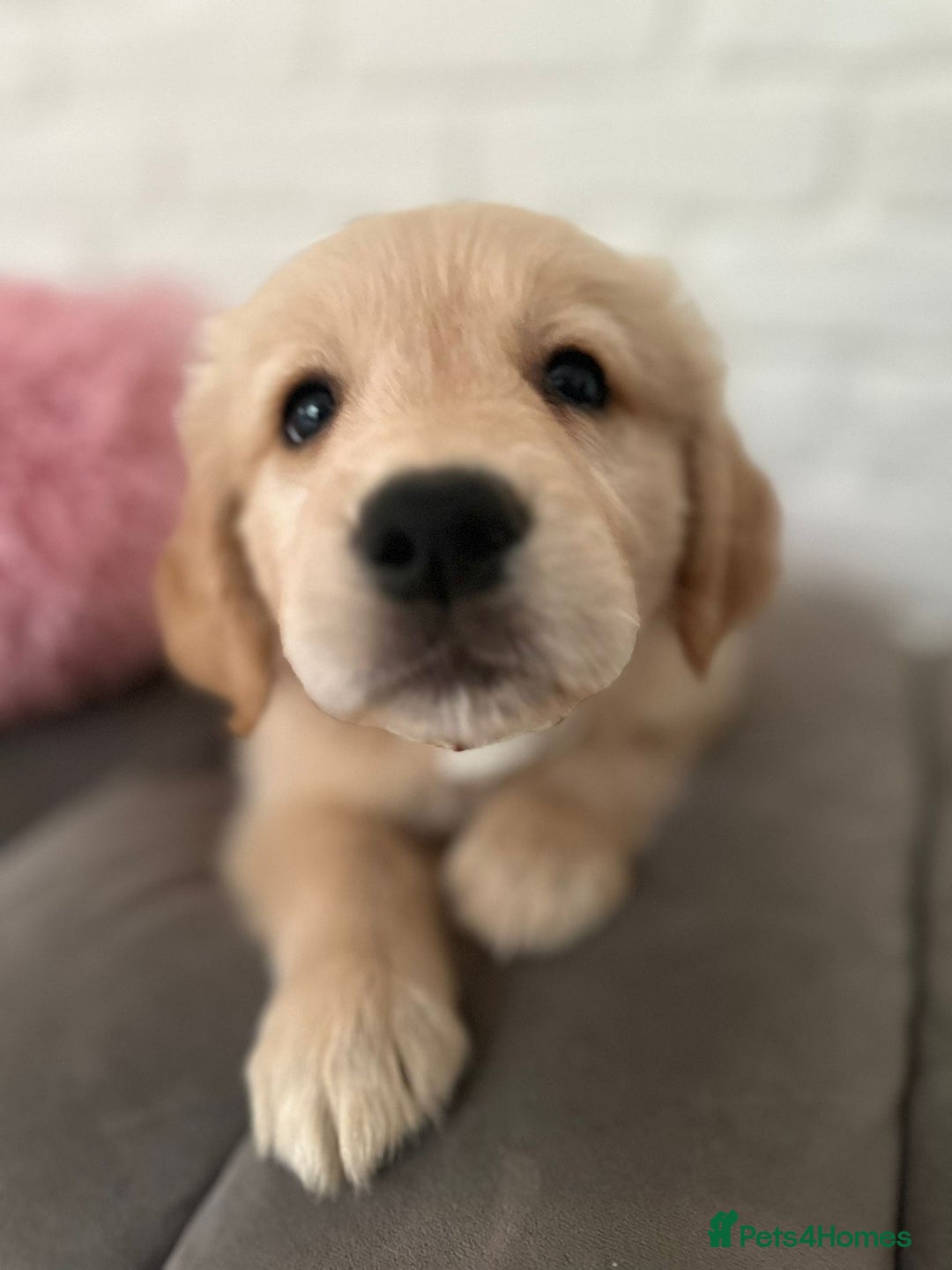 Golden Retriever dogs for sale: Golden retriever puppies READY NOW - Image 15