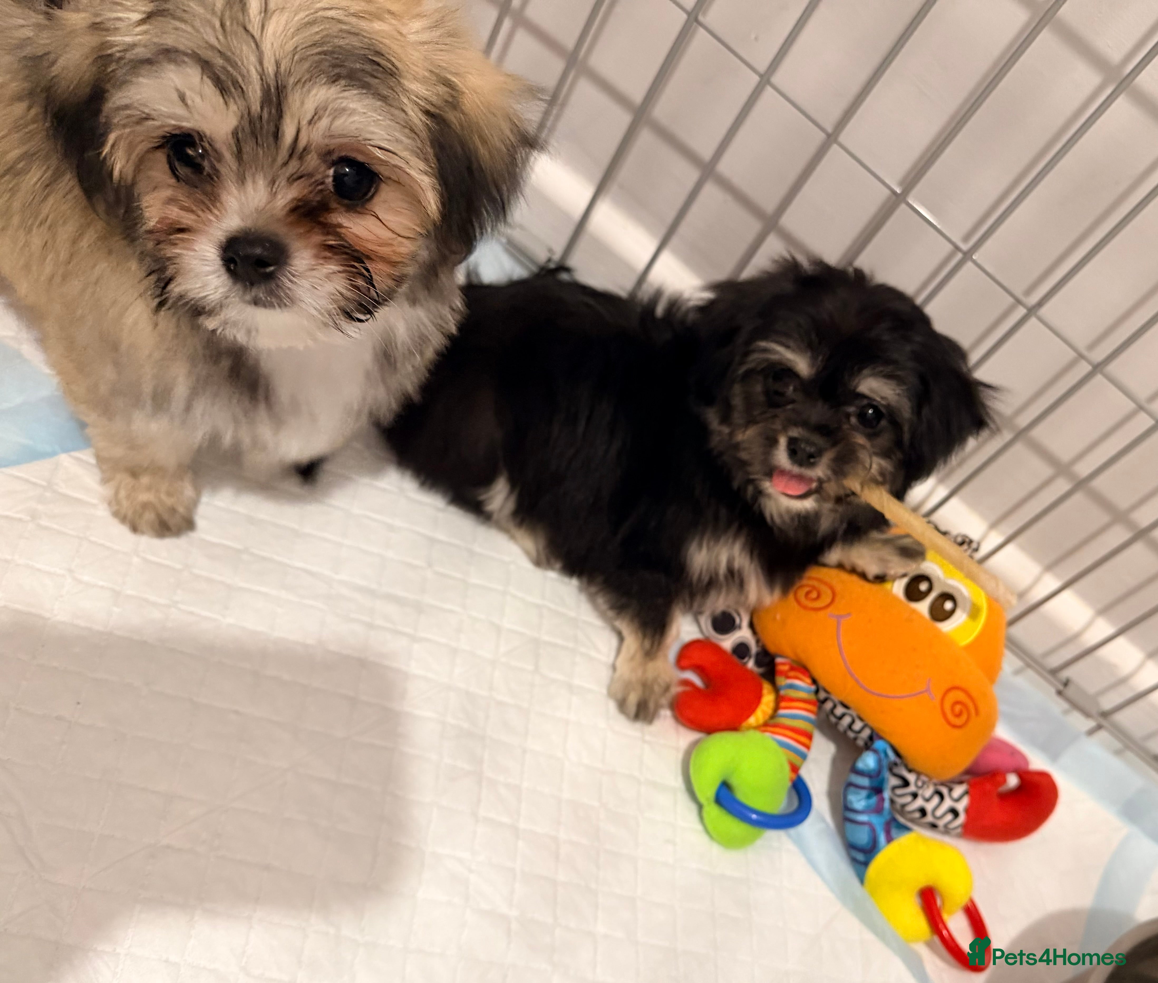 Mixed Breed dogs Small malchi  puppies ready now - Advert 5