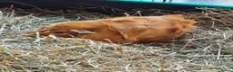 Guinea Pig rodents for sale: Two female Guinea Pigs for sale - Advert 3